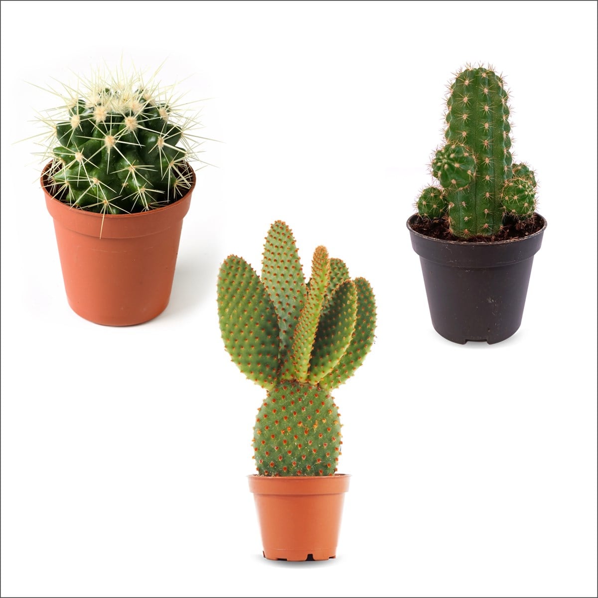 3'lü Kaktüs Set (5,5 Cm)