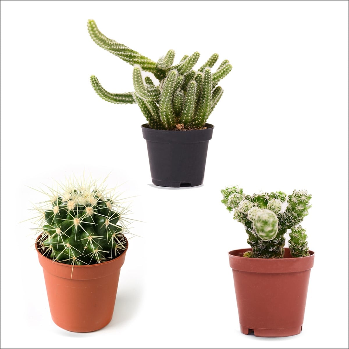 3'lü Kaktüs Set 6 (5,5 Cm)