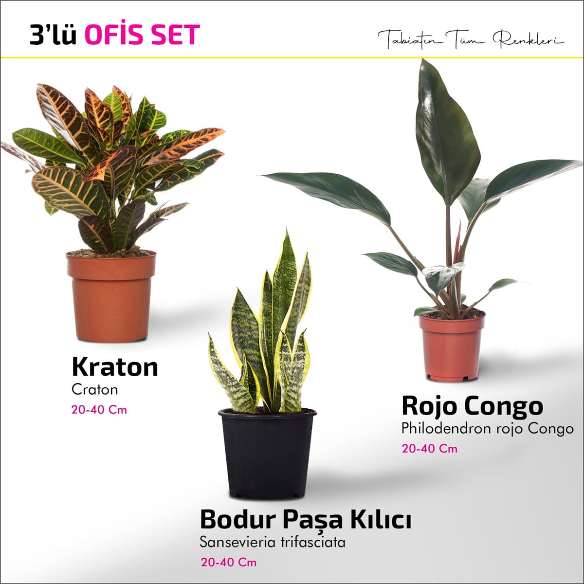 3'lü Ofis Set - Rojo Congo - Bodur Paşa Kılıcı - Kraton
