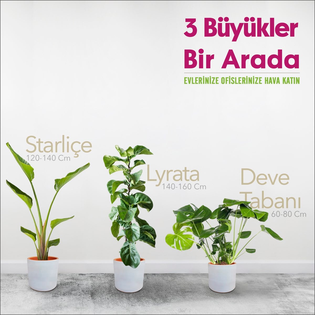 3'lü Set - Starliçe - Deve Tabanı - Lyrata - Ağva Saksılı 