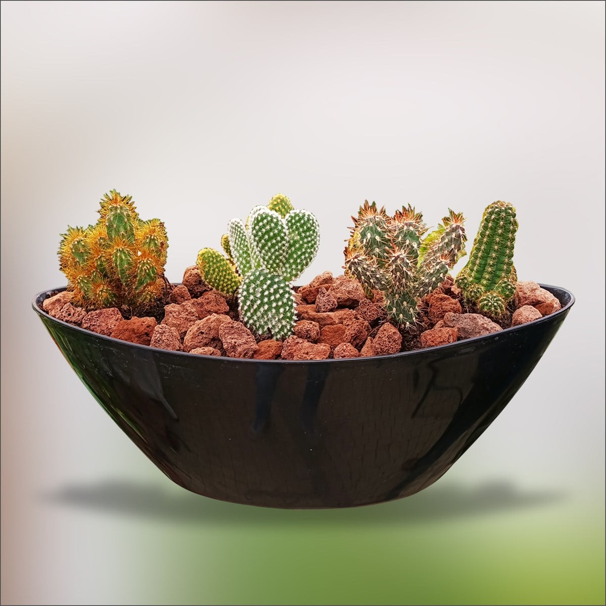 6'lı Kaktüs Set Özel Saksılı