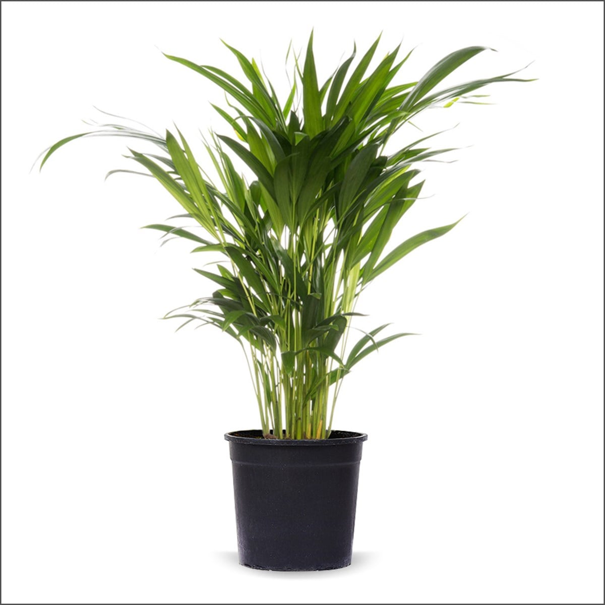 Areka Palmiyesi (60-80 Cm)