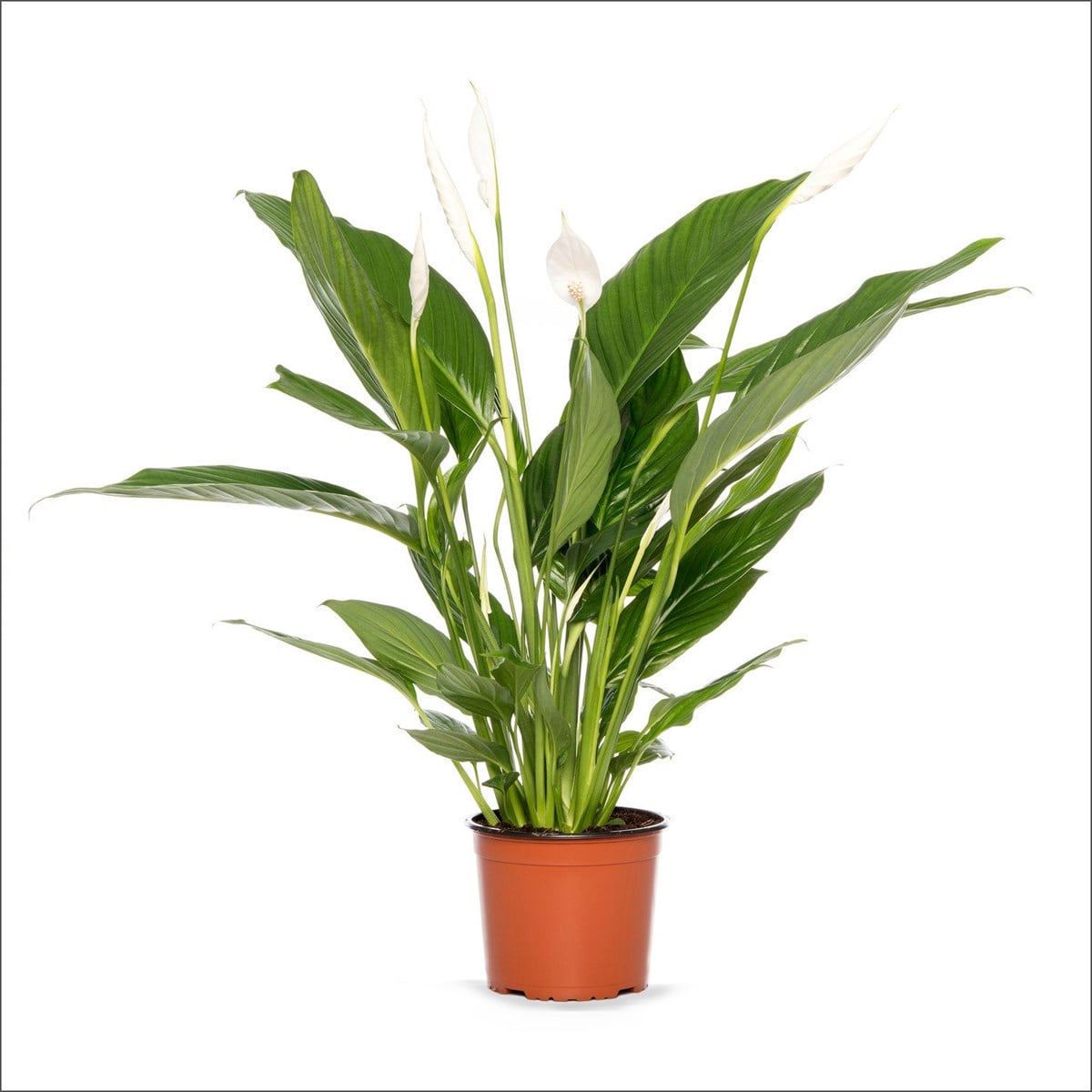 Barış Çiçeği - Spathypyllum (40-60 Cm)