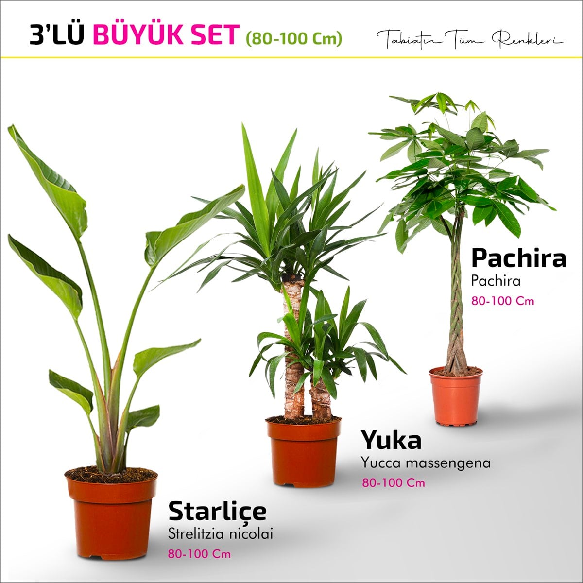 BÜYÜK SET - Starliçe - Yucca - Pachira