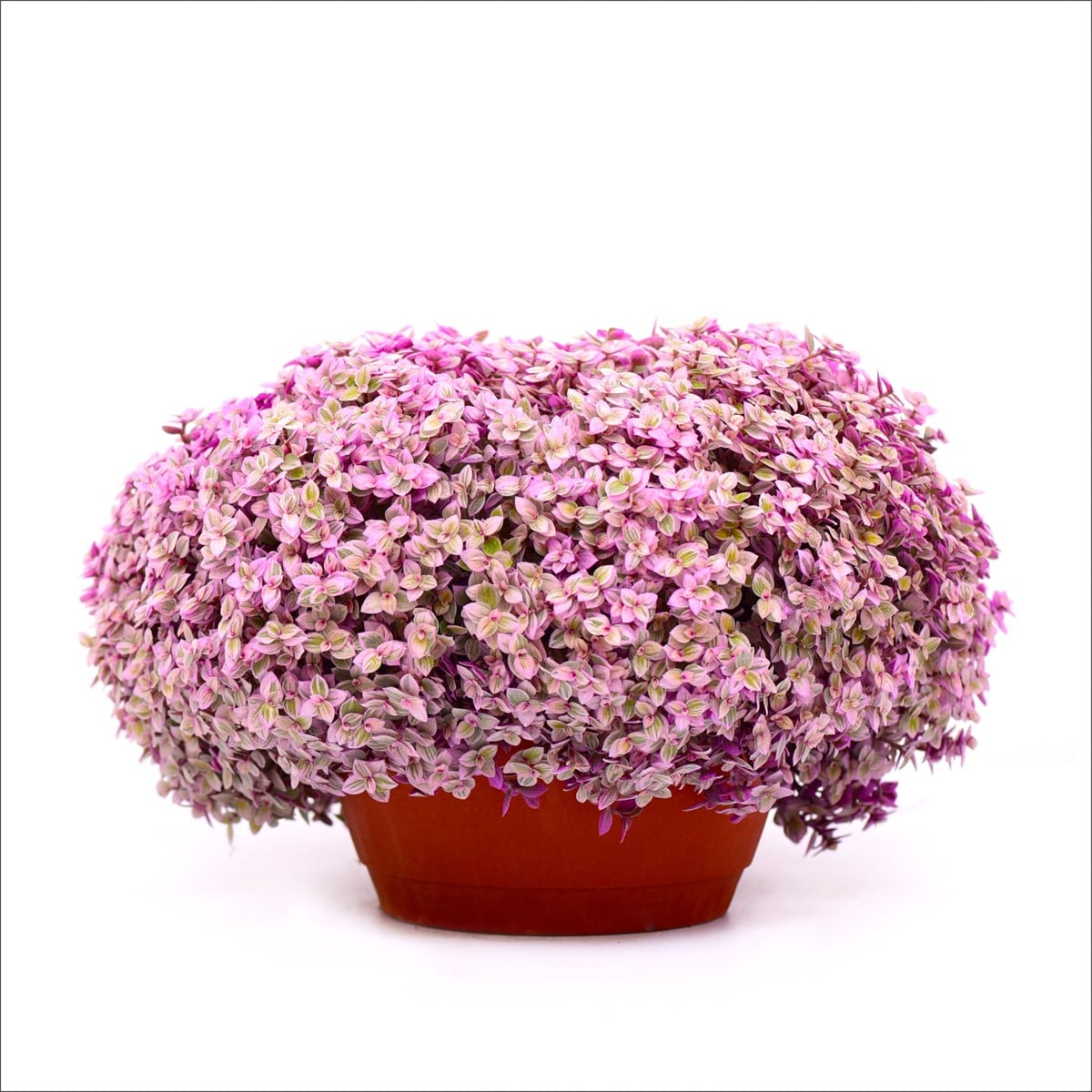 Calissia - Pink Lady  Macrome saksı