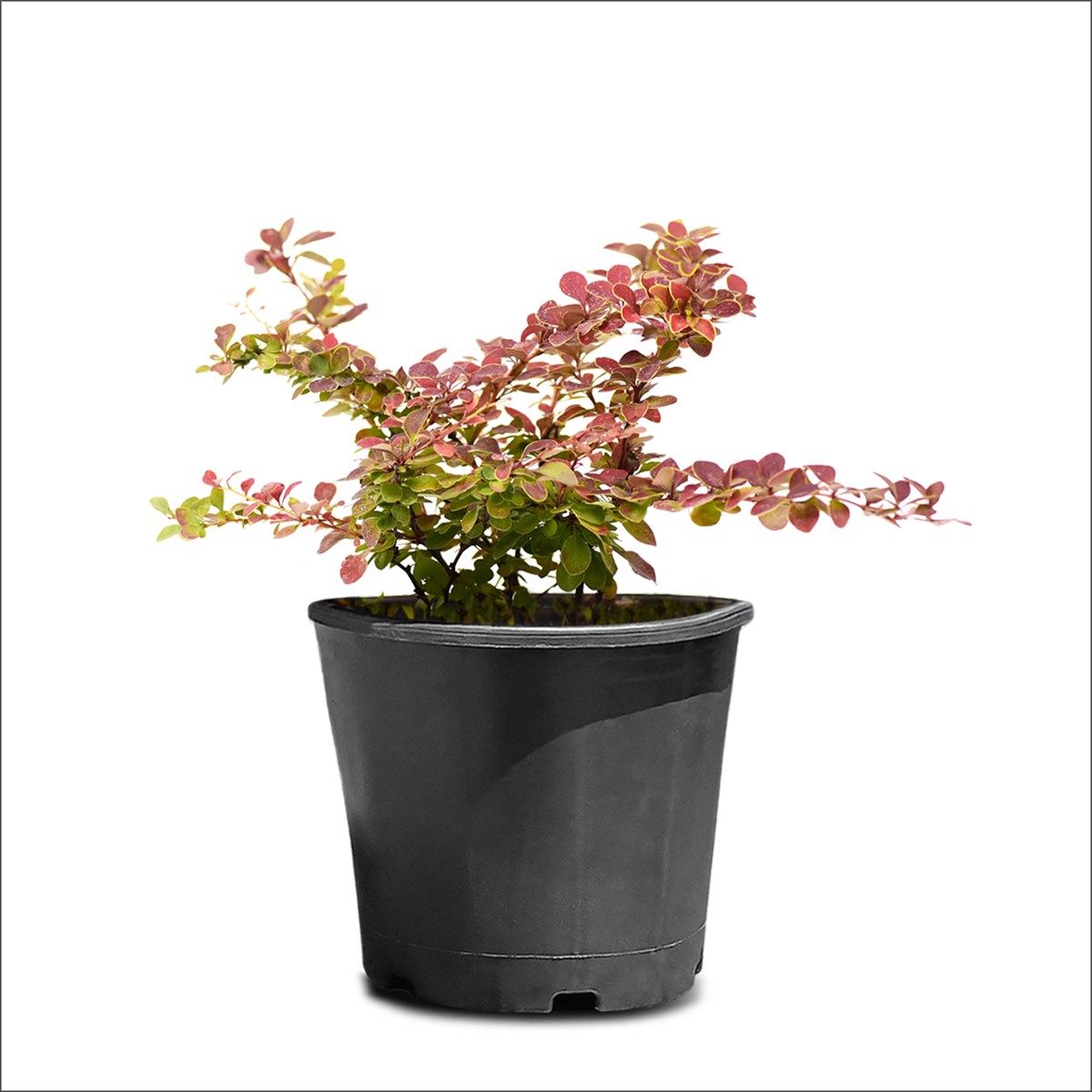 Cennet Bambusu - Nandina Domestica (30-50 Cm)
