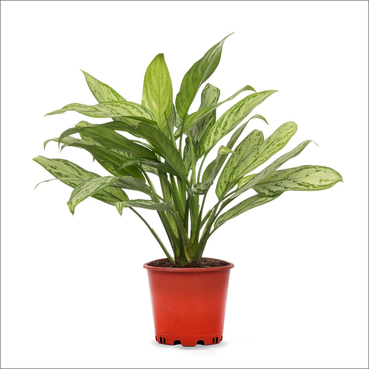 Çin Herdemyeşili - Aglaonema silver Queen 