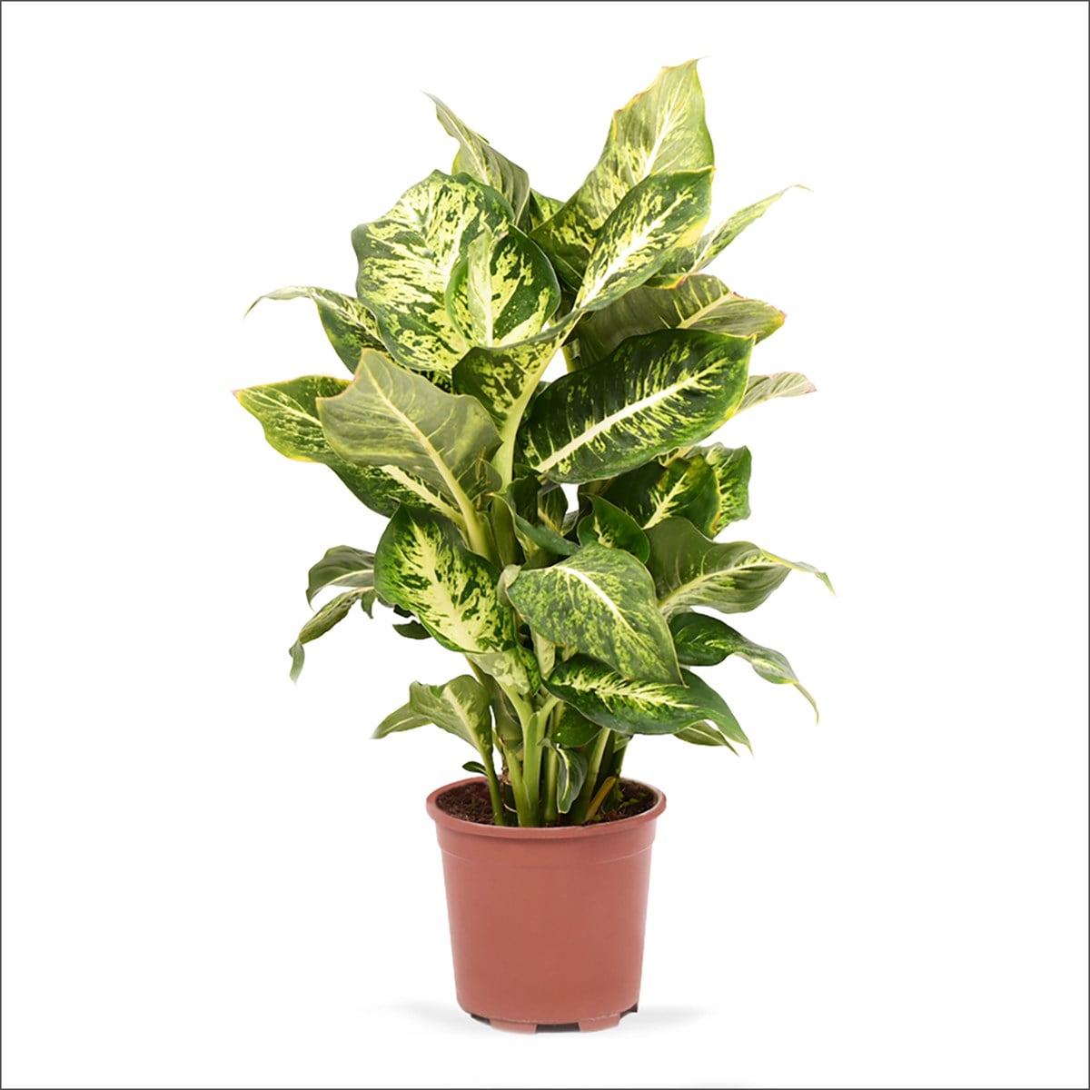 Difenbahya Mars  (40-60 Cm)