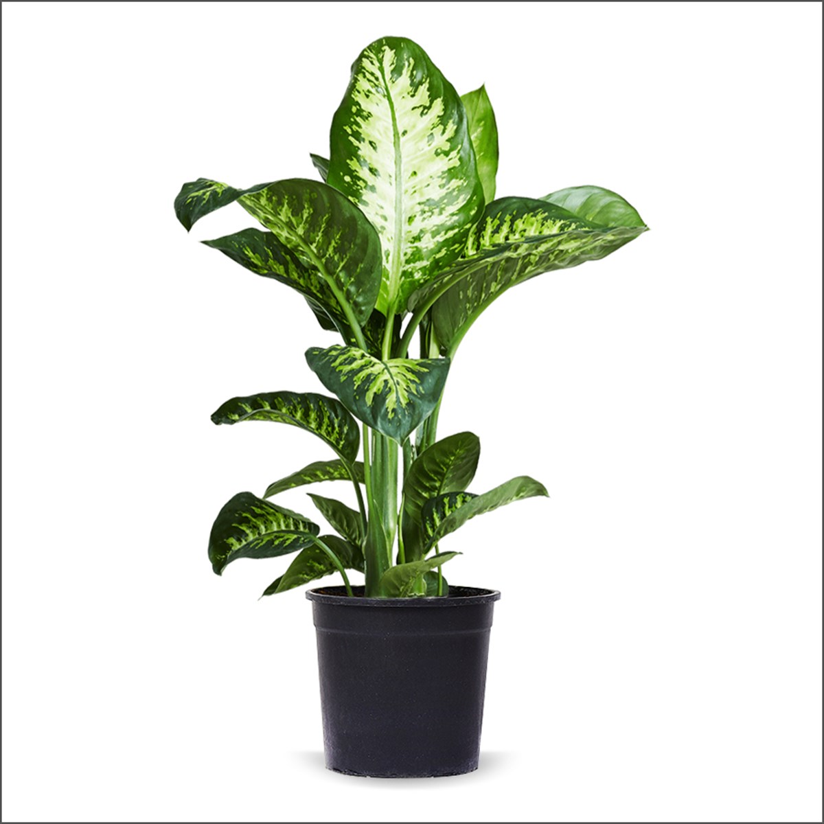 Difenbahya Tropik  (40-60 Cm)