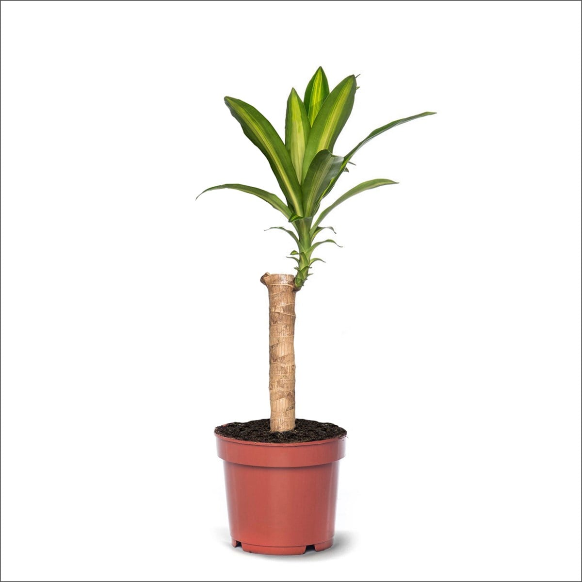 Dracaena fragrans Massangeana (60-80 Cm)