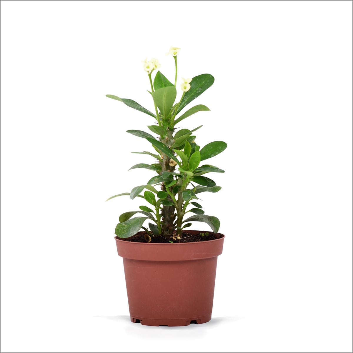 Eforbia Beyaz Çiçekli (20 Cm)