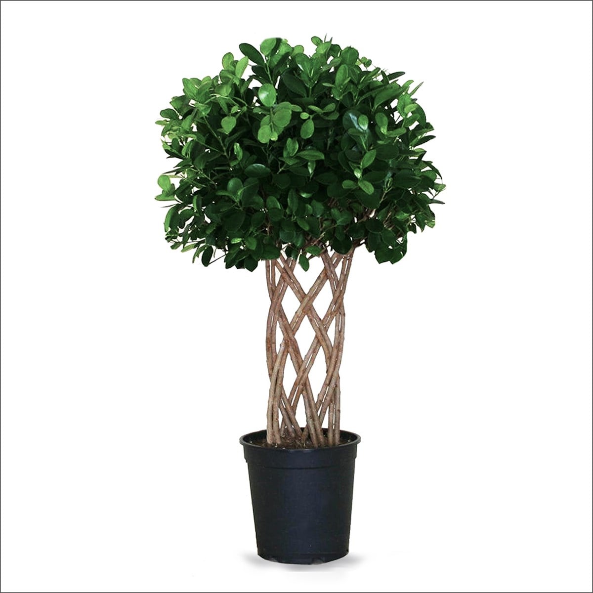 Ficus Benjamin Örgülü (140-160 Cm)
