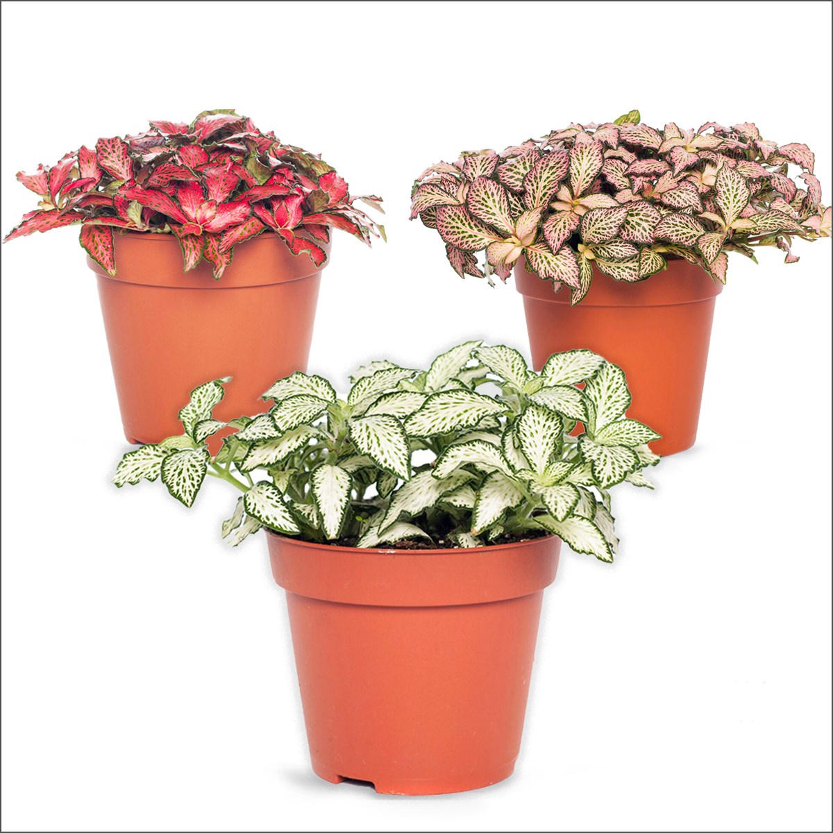 Fitonya - Fittonia 3 Renk
