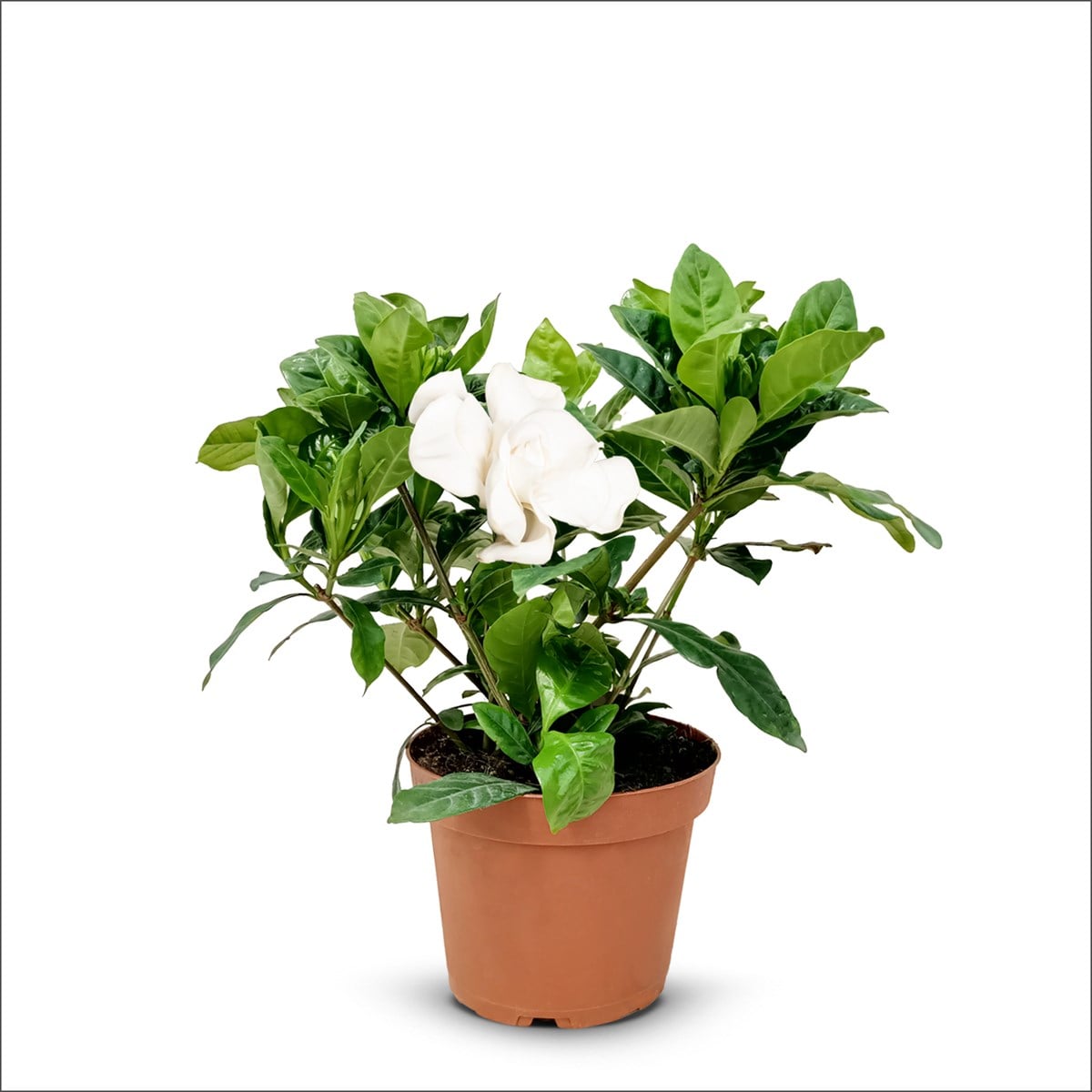 Gardenya Çiçeği - Gardenia Küçük Boy