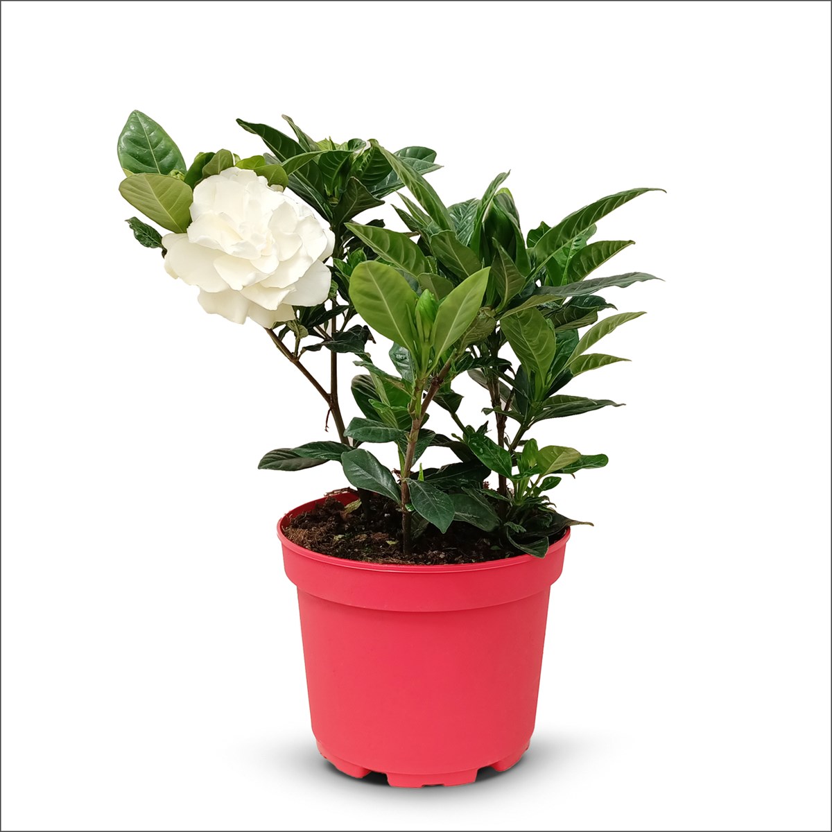 Gardenya - Gardenia Büyük Boy
