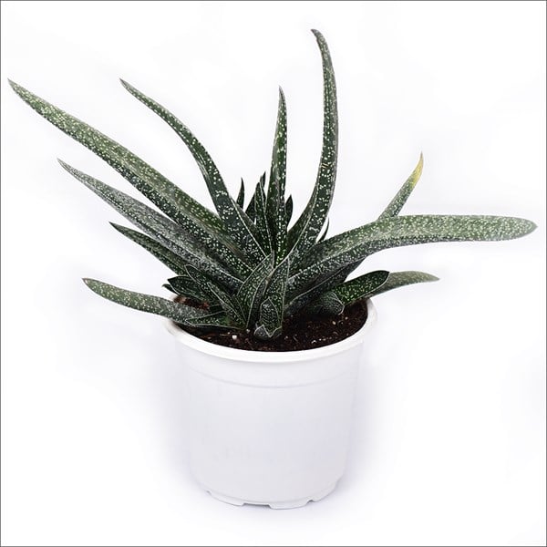 Gasterya (20-40 Cm)