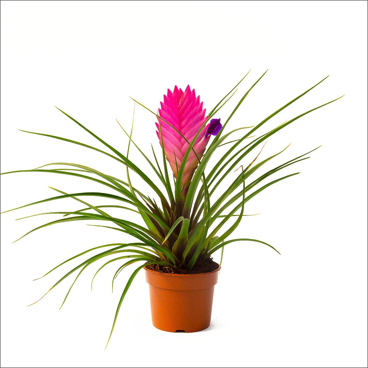 Hava Çiçeği - Tillandsia pink Quill (10-20 Cm)