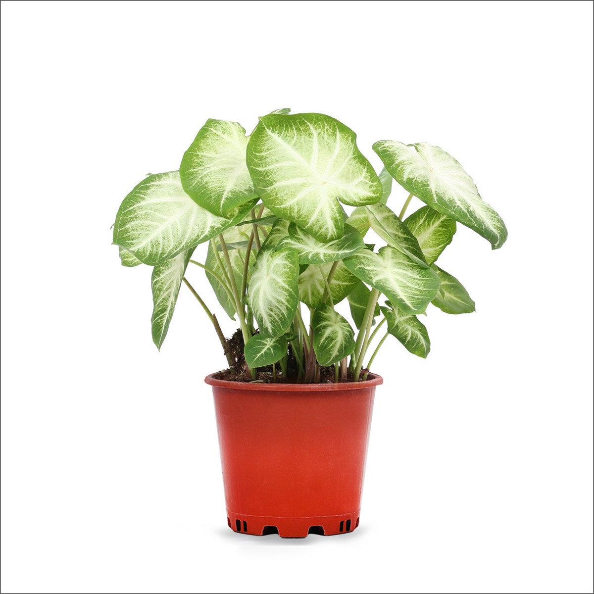 Kaladyum - Caladium 'Aaron' (20-40 Cm)