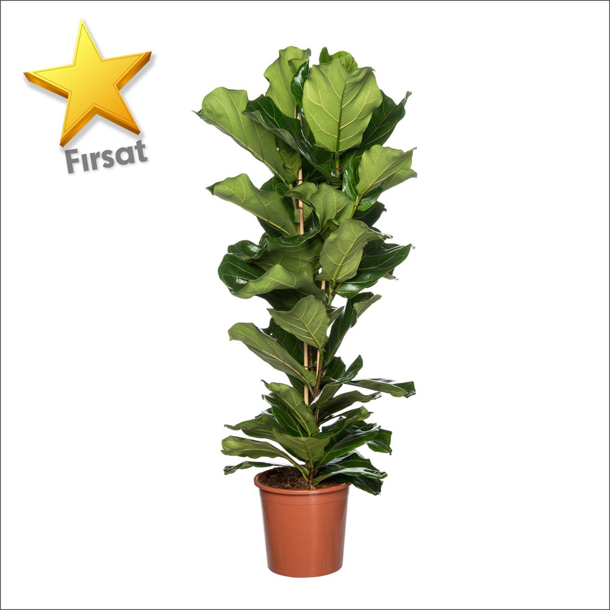 Lyrata 2 Dallı (100-130 Cm) - Keman Yapraklı Kauçuk 