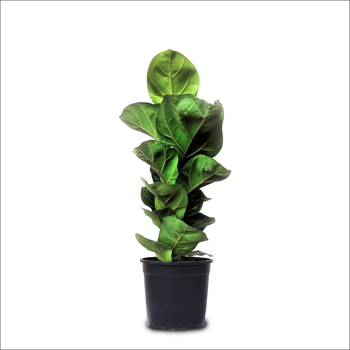 Lyrata - Keman Yapraklı Kauçuk (40 -60 Cm)