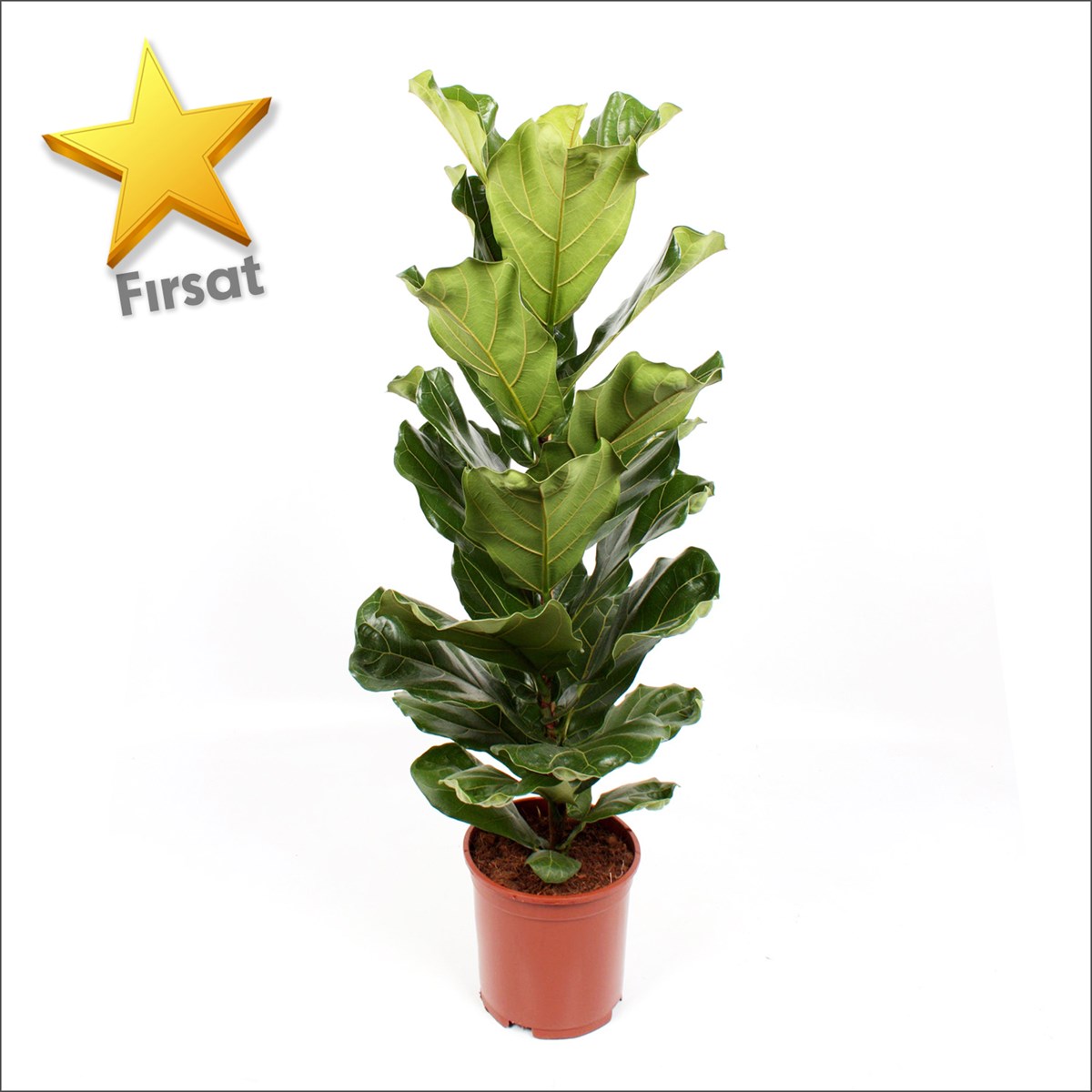 Lyrata - Keman Yapraklı Kauçuk (80-110 Cm)
