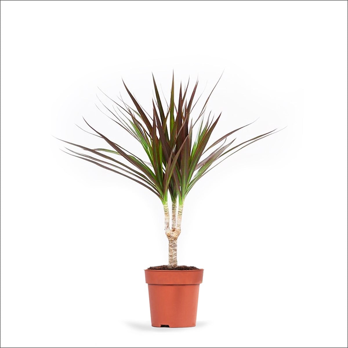 Madagaskar Dragon Ağacı - Tek Gövdeli (20-40 Cm)