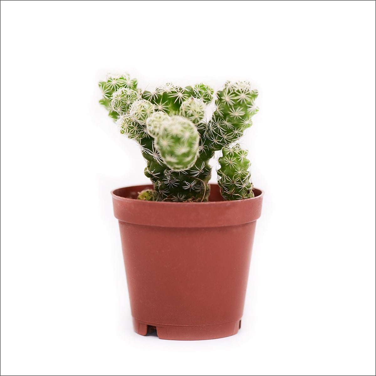 Mammillaria Kaktüs (5,5 Cm)