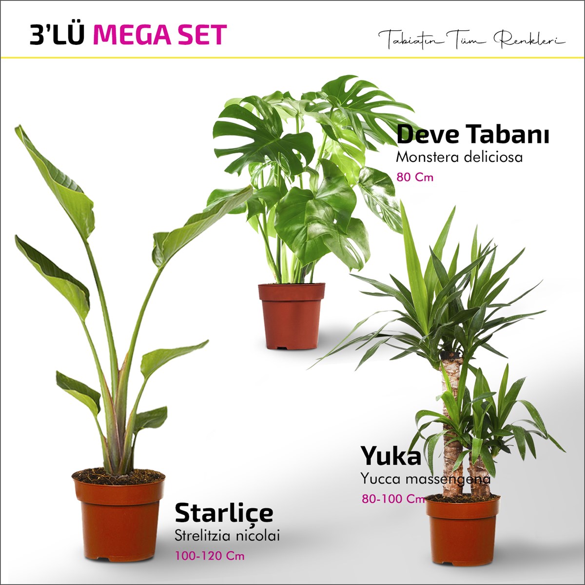 MEGA SET - Starliçe - Deve Tabanı - Yucca