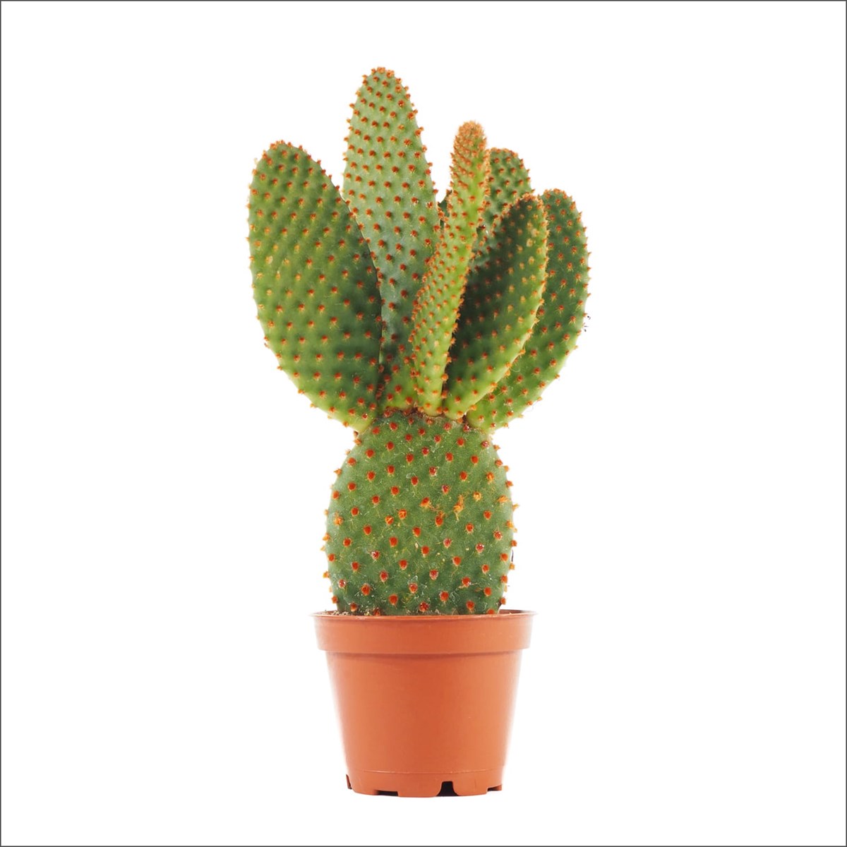 Mini Tavşan Kulağı Kızıl - Opuntia Microdays  (5.5 Cm)