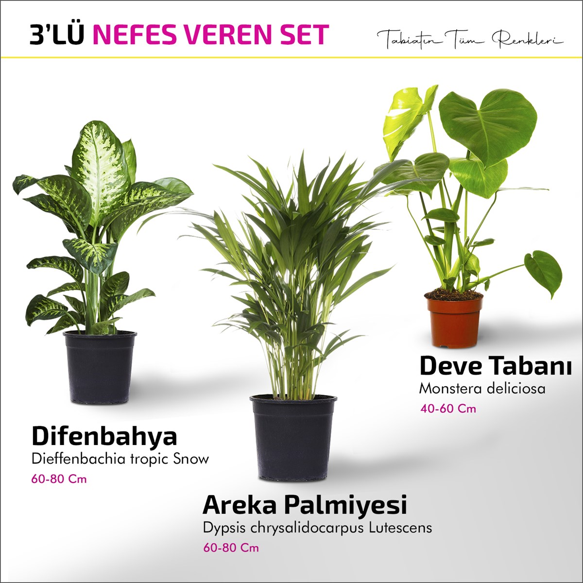 Nefes Veren Set - Areka Palmiyesi - Difenbahya - Deve Tabanı