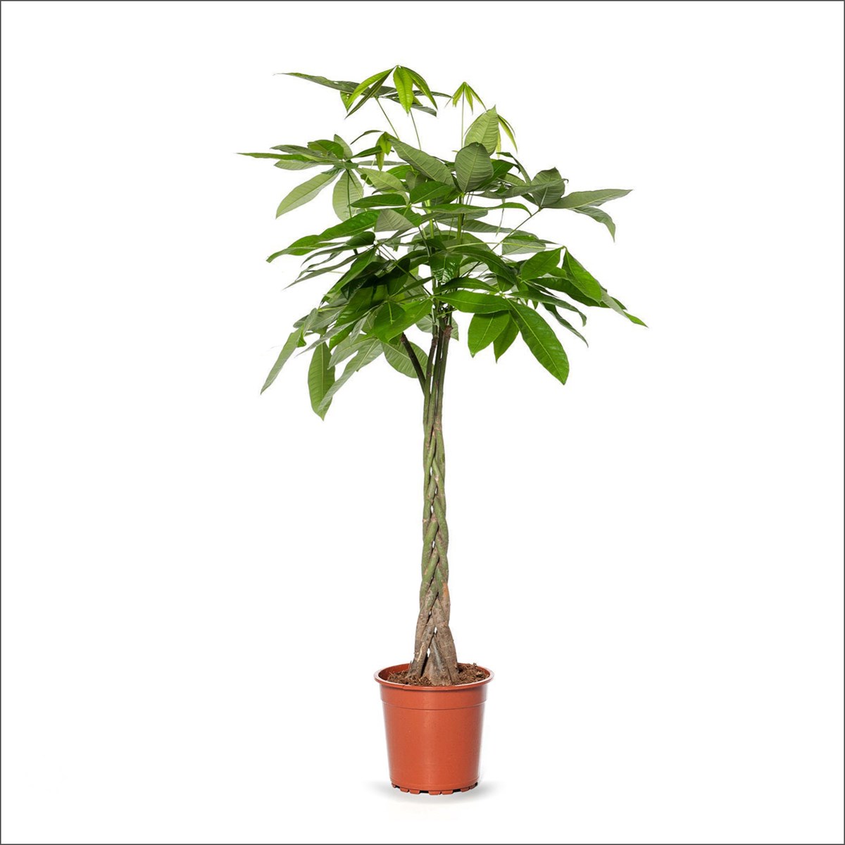 Pachira aquatica - Para Ağacı Bitkisi 