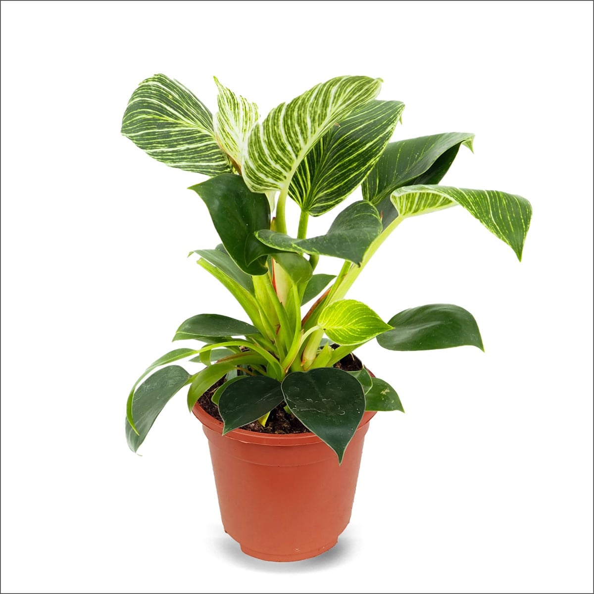 PHİLODENDRON BİRKİN (20-30 Cm)