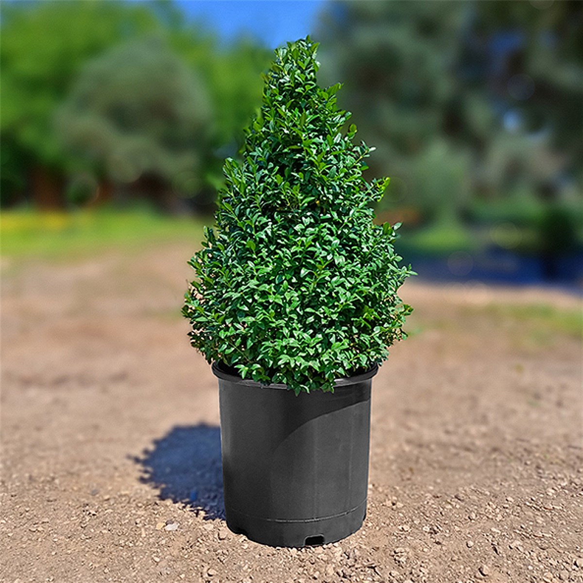 Piramit Şimşir - Buxus  Sempervirens Pyramidalis (70 - 90 Cm)