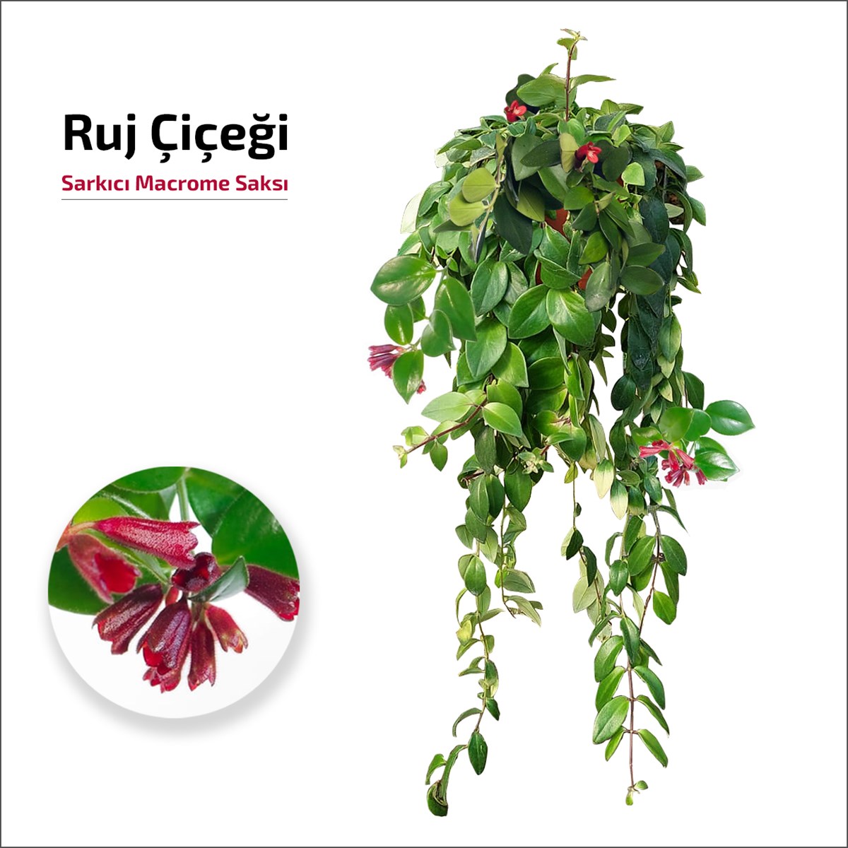Ruj Çiçeği (Macrome) - Aeschynanthus