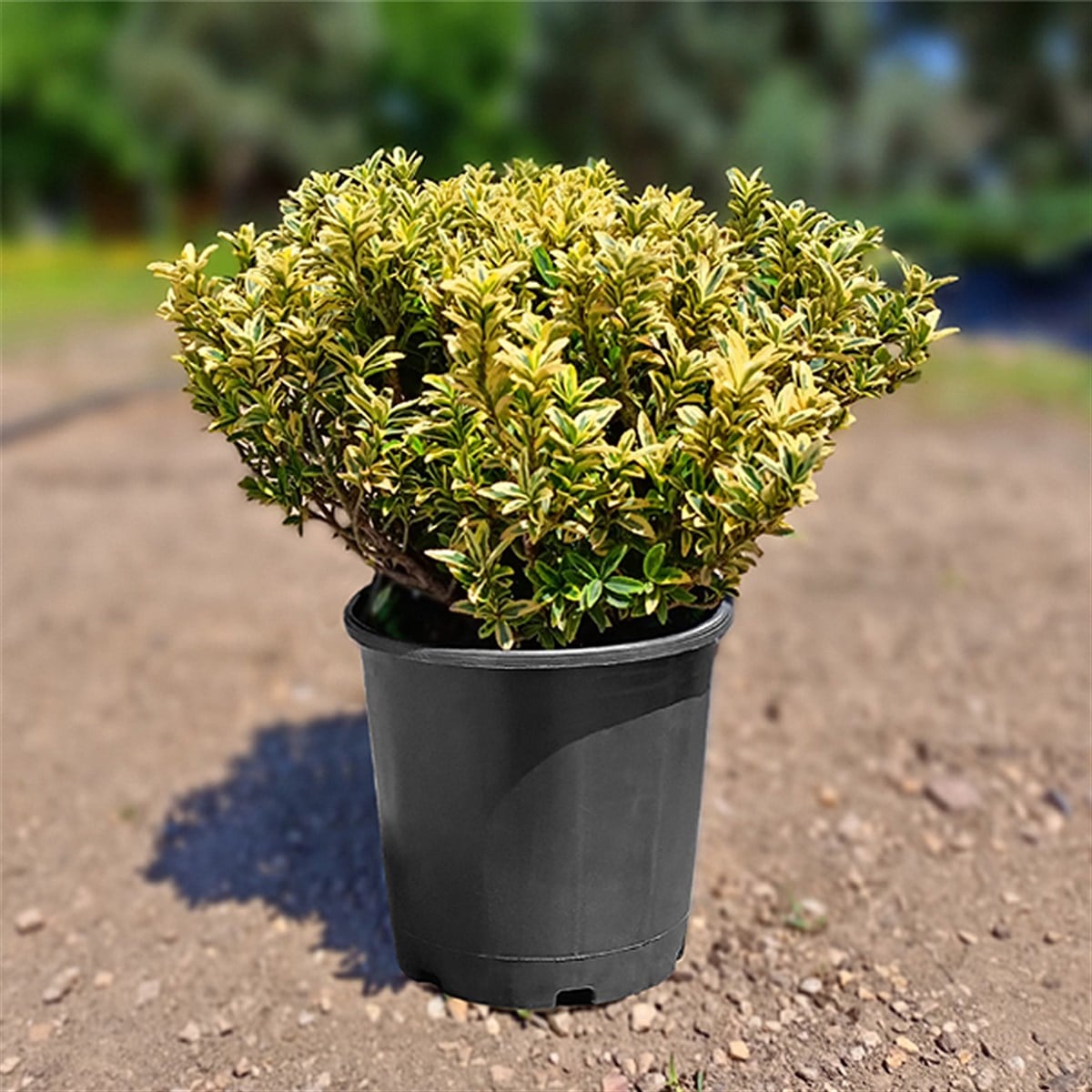 Sarı Çıtır Taflan - Euonymus Japonicus Microphyllus Pulchellus