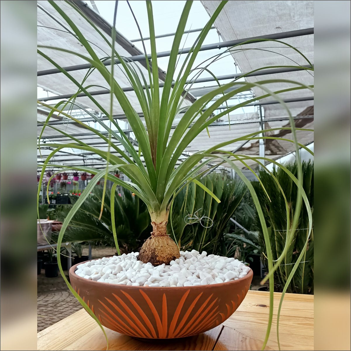 Seramik Saksılı Nolina Fil Ayağı (40-60 Cm)