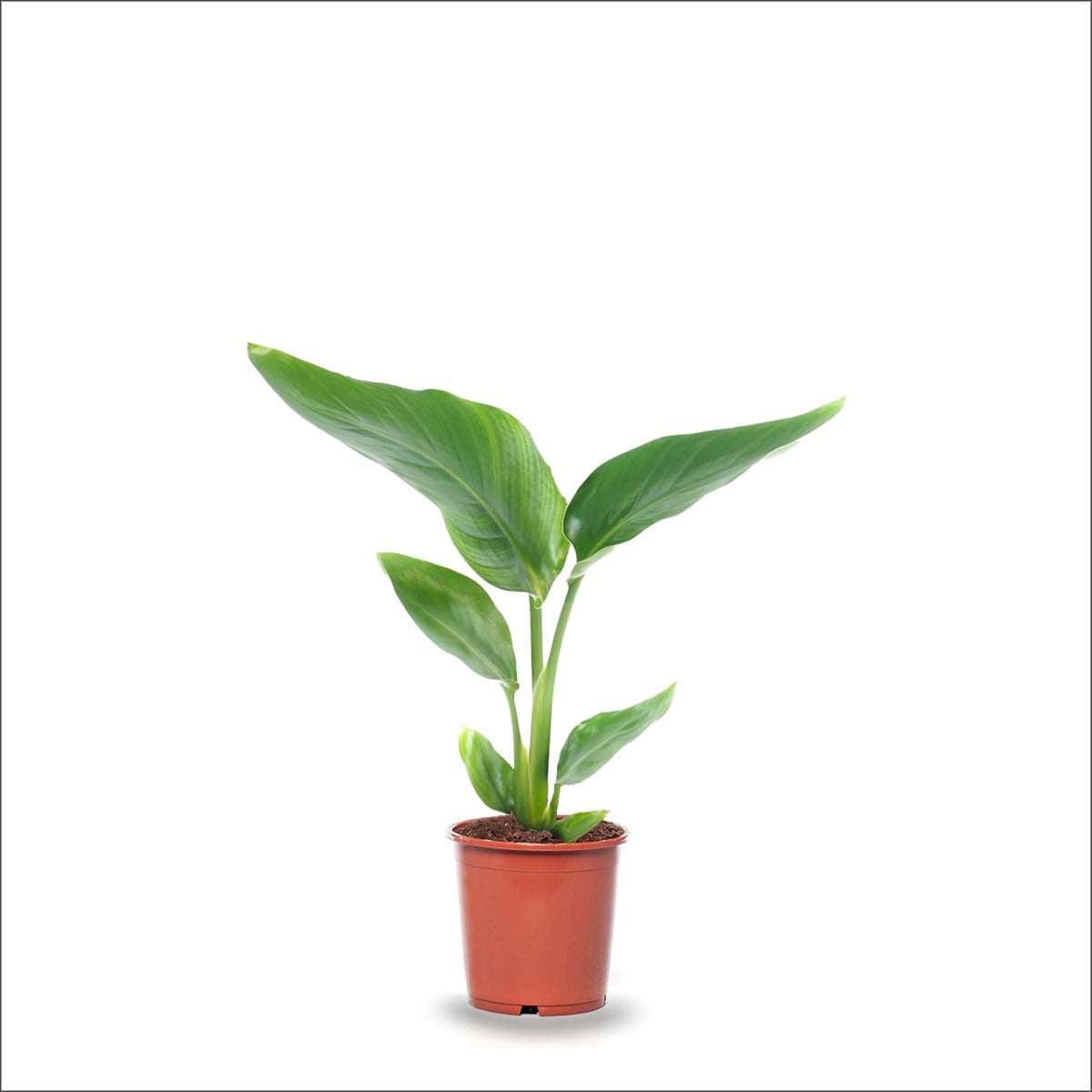 Starliçe Nicolai Cennet Kuşu (20-40 Cm)