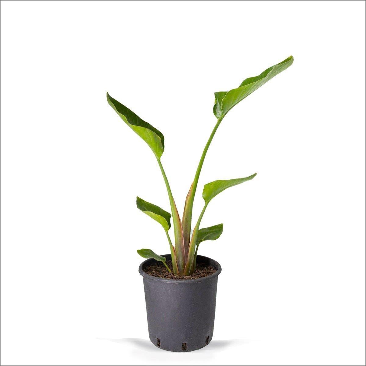 Starliçe Nicolai Cennet Kuşu (60-80 Cm)