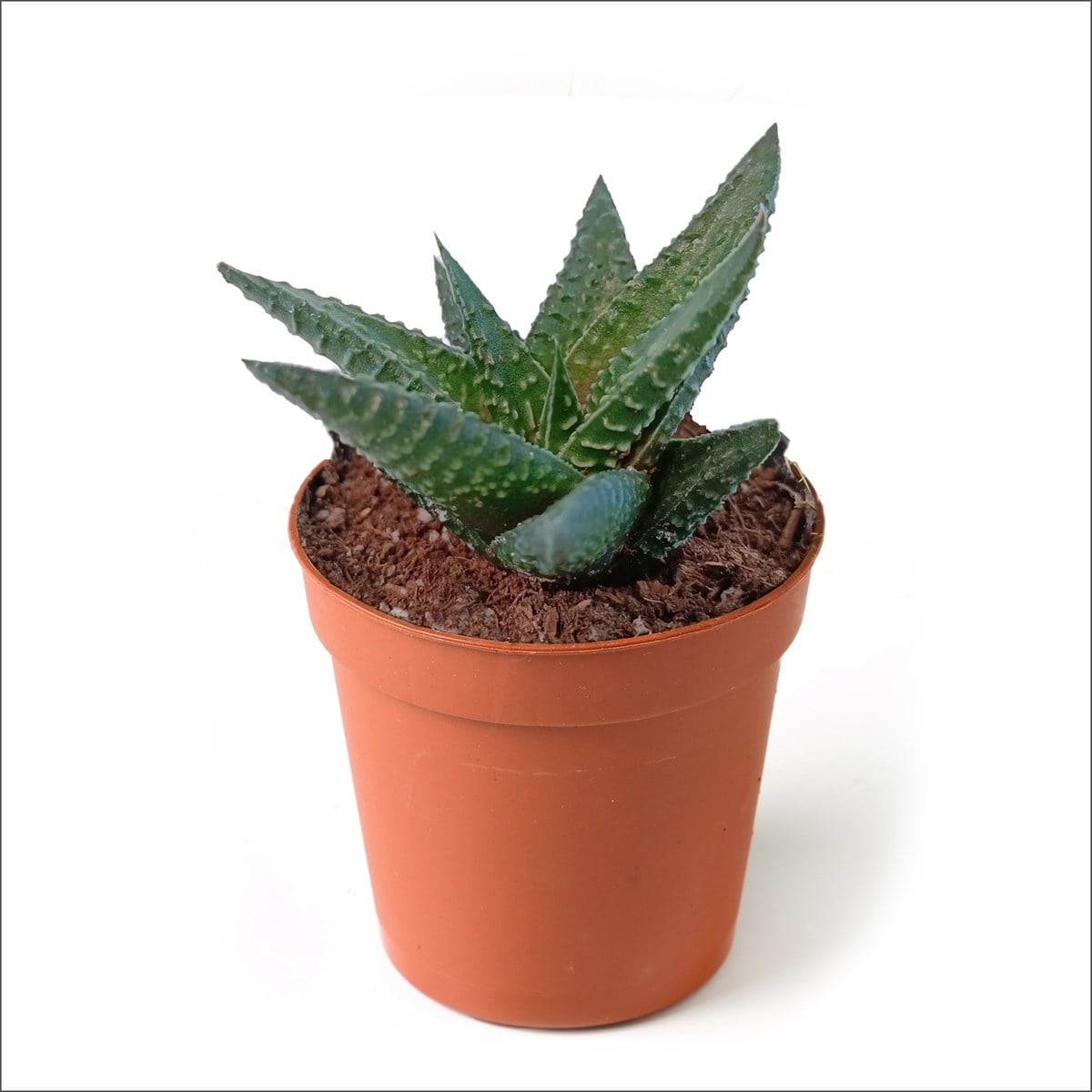 Sukulent - Haworthia Enon (5.5'luk Saksı)