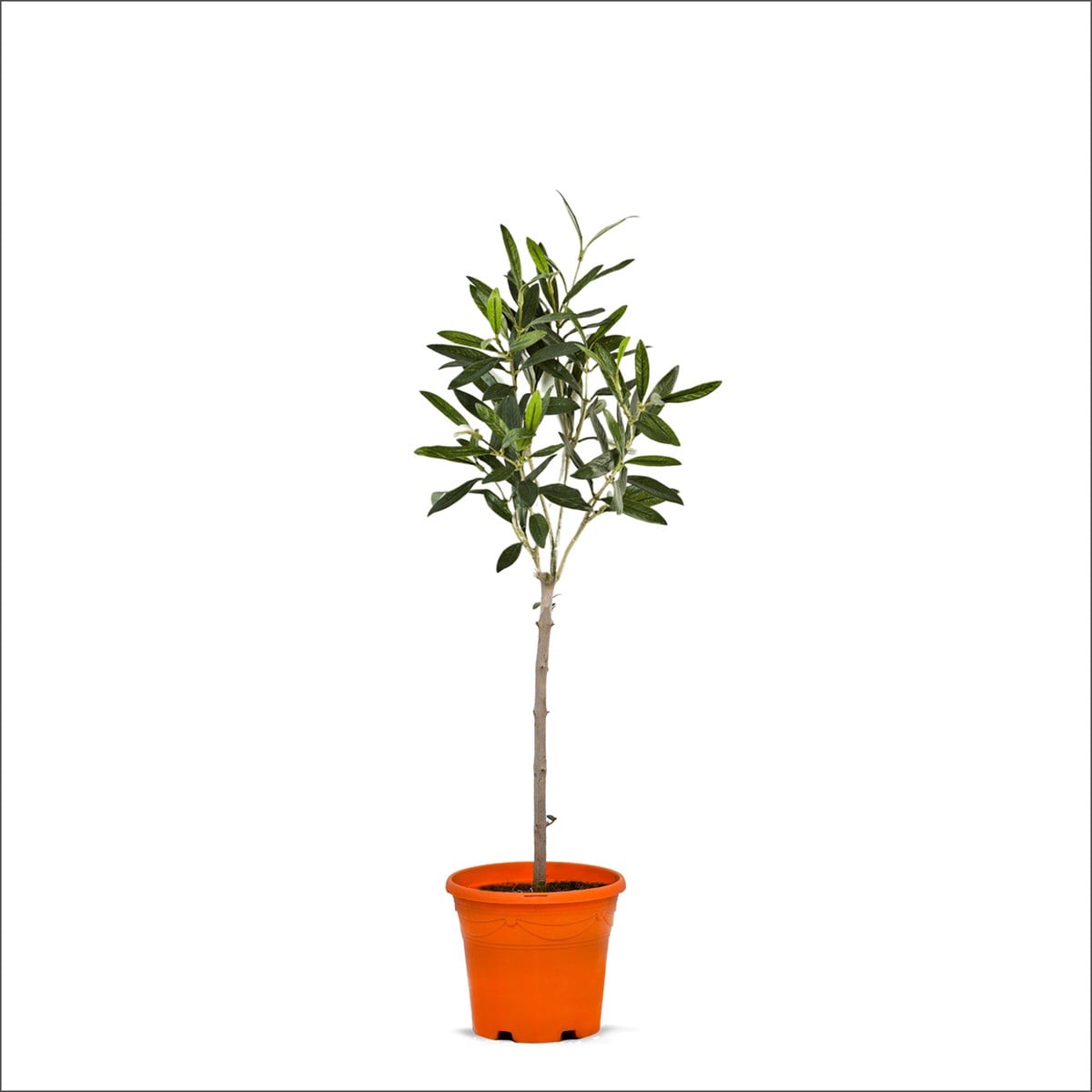 Tijli Zeytin Ağacı (40-60 Cm)