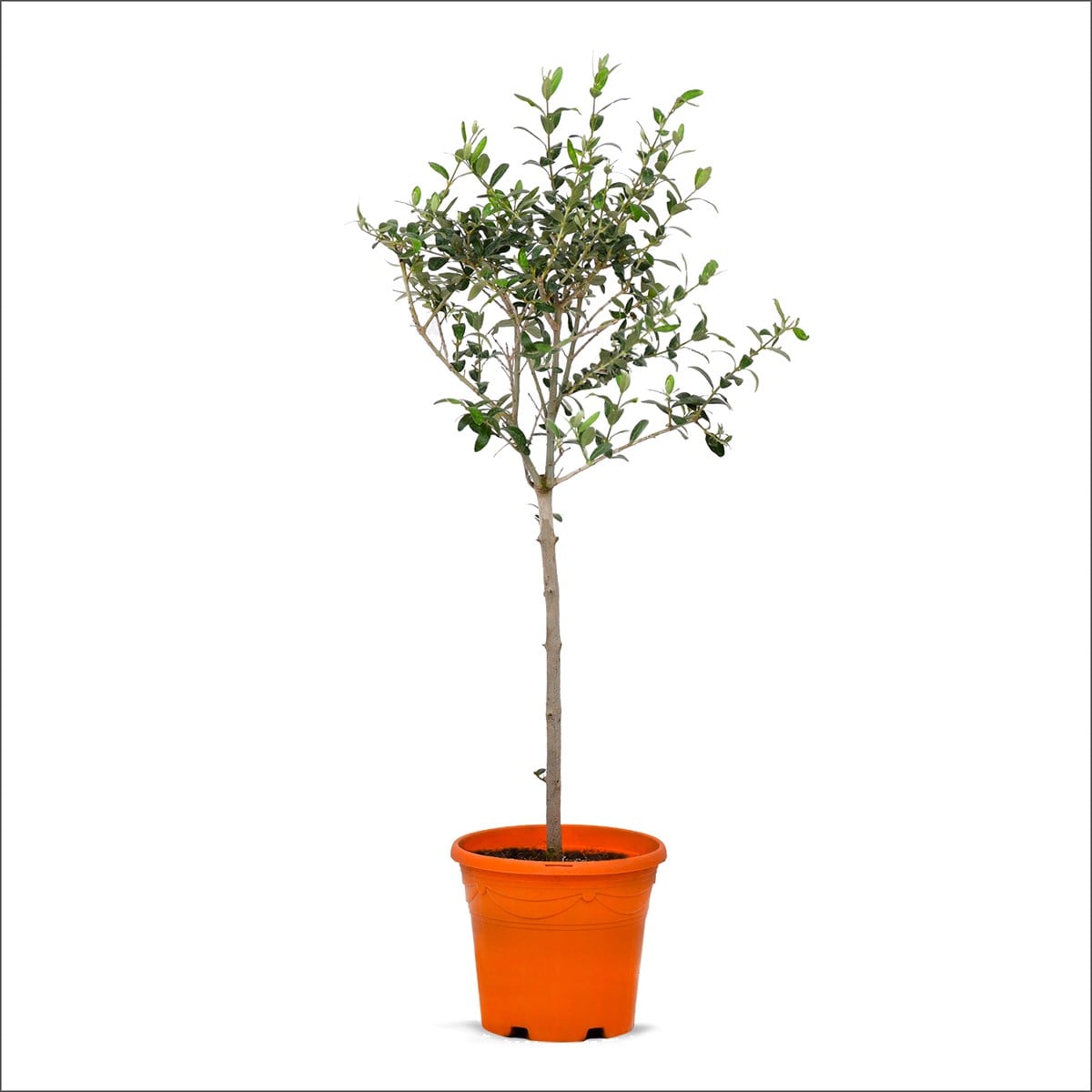 Tijli Zeytin Ağacı (60-80 Cm)