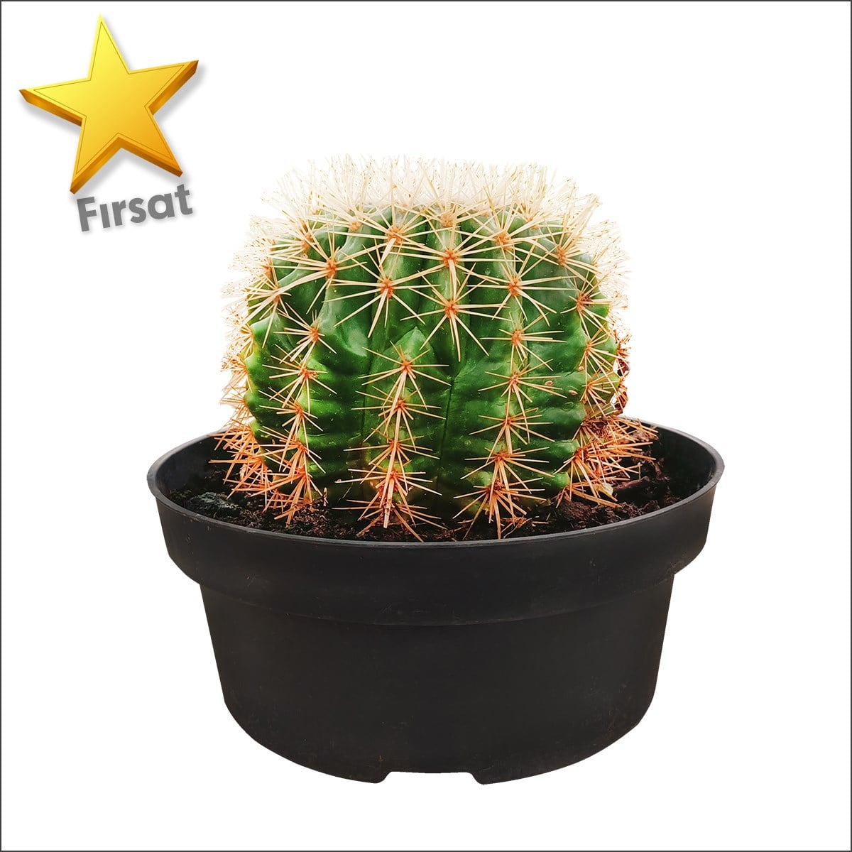 Top Kaktüs Çap (18 - 24 Cm)