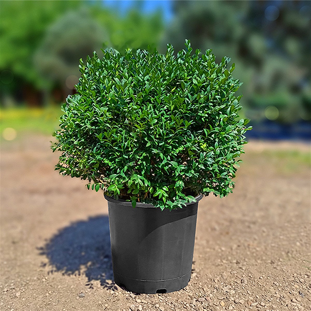 Top Şimşir - Buxus Sempervirens Ball  (40 - 60 Cm)