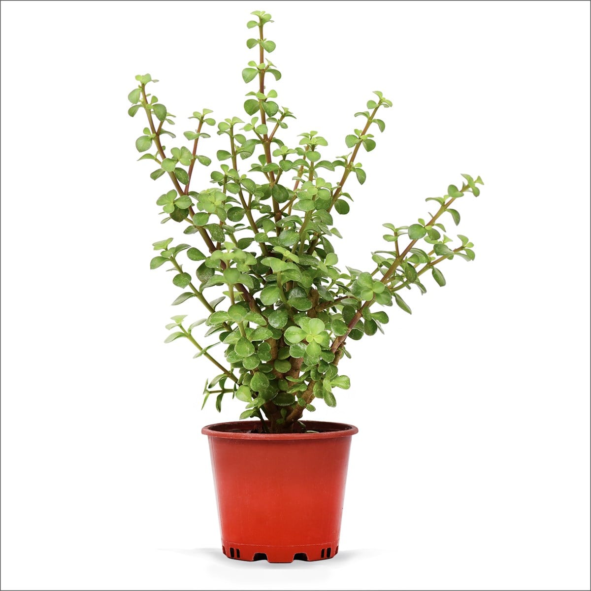 Yeşim (Para) Çiçeği (20-40 Cm)