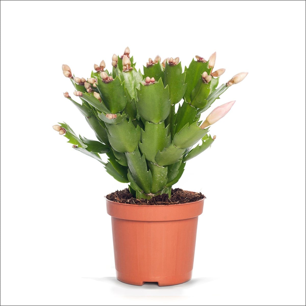 Yılbaşı Çiçeği (20-30 Cm)