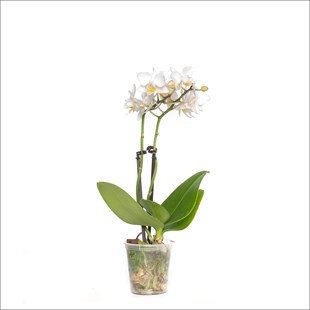 Beyaz Orkide 40 Cm - Phalaenopsis Orchid