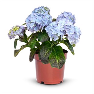 Ortanca Mavi-  Hydrangea macrophylla (4 Litre Büyük Boy)