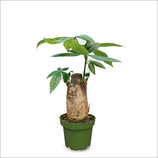 Pachira macrocarpa - Odun Gövdeli Para Ağacı (30-40 Cm)