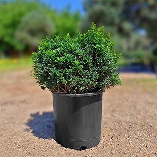 Yeşil Taflan - Euonymus Japonicus (20-40 Cm)