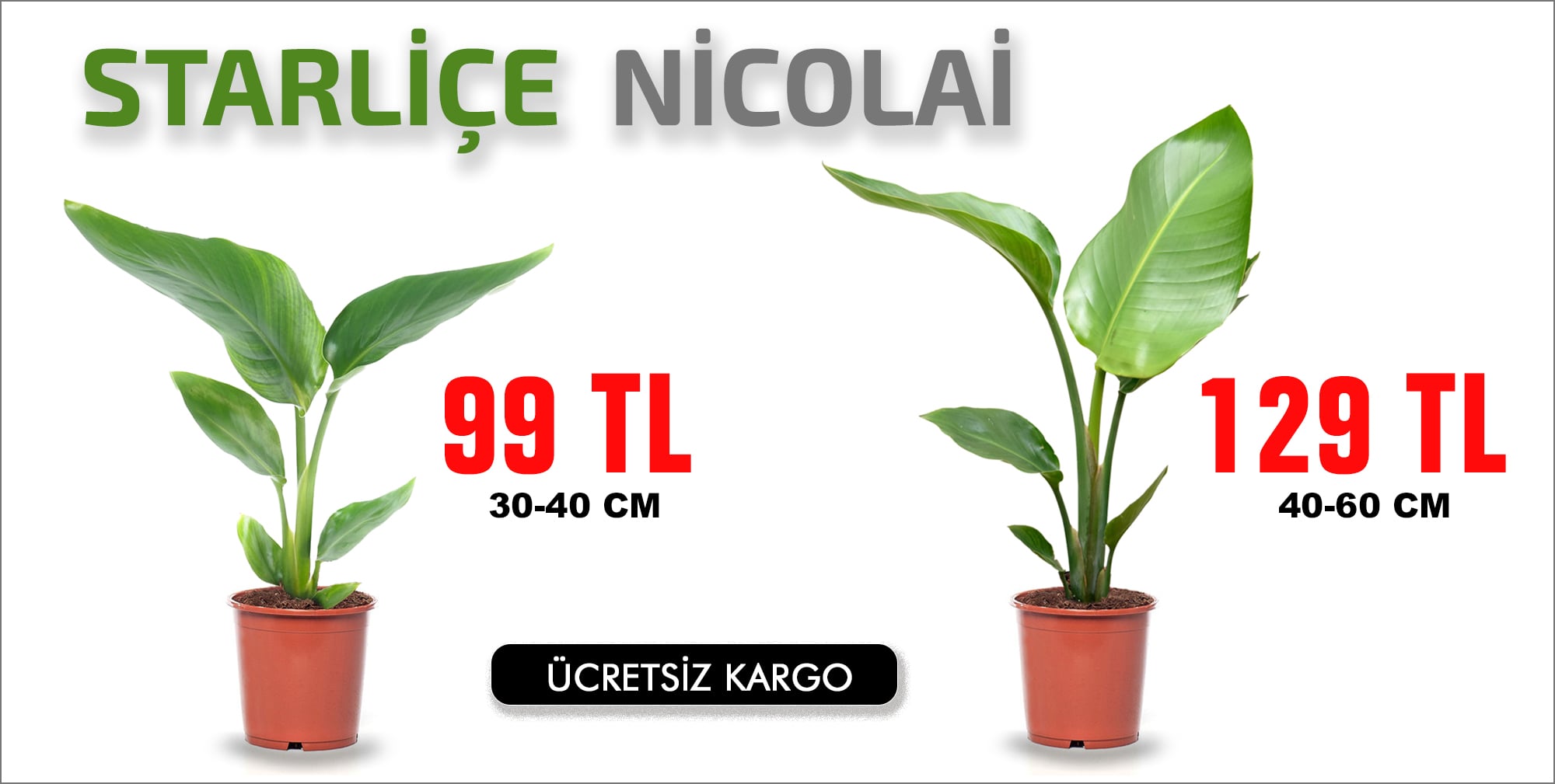 STARLİÇE NİCOLAİ